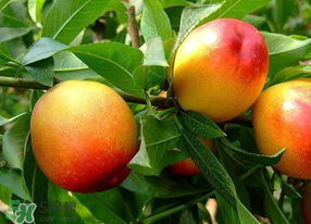 油桃有毛嗎？油桃為什么沒毛？