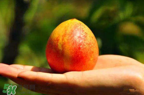 油桃變軟了還能吃嗎？油桃變軟了怎么回事？