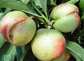 油桃裂果什么原因？油桃裂果還能吃嗎？