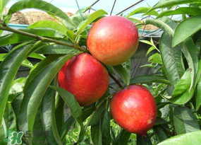 油桃裂果什么原因？油桃裂果還能吃嗎？