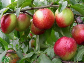 油桃有毛嗎？油桃為什么沒毛？