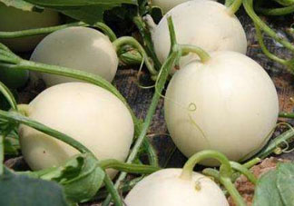 甜瓜苦能吃嗎？甜瓜為什么會苦？