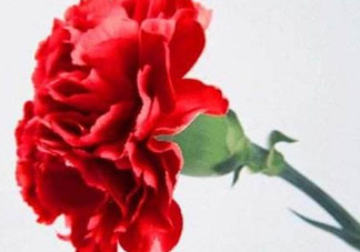 母親節(jié)要不要給男朋友媽媽買禮物？母親節(jié)送男友媽媽禮物