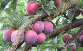 三華李多少錢一斤？三華李價格