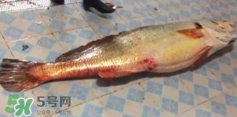 天價(jià)魚(yú)賣(mài)出347萬(wàn) 金錢(qián)鳘為什么這么貴？