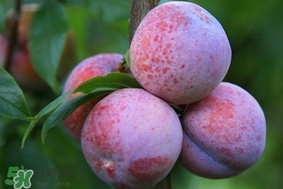 三華李怎么種植？三華李種植技術(shù)