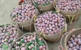 三華李怎么種植？三華李種植技術(shù)