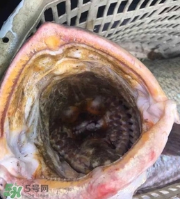 天價(jià)魚(yú)賣(mài)出347萬(wàn) 金錢(qián)鳘為什么這么貴？