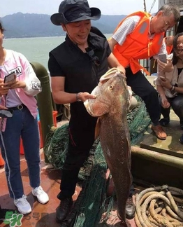 天價(jià)魚(yú)賣(mài)出347萬(wàn) 金錢(qián)鳘為什么這么貴？