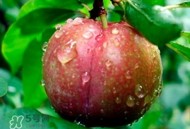 三華李多少錢一斤？三華李價格