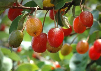 羊奶子是什么？羊奶果多少錢一斤