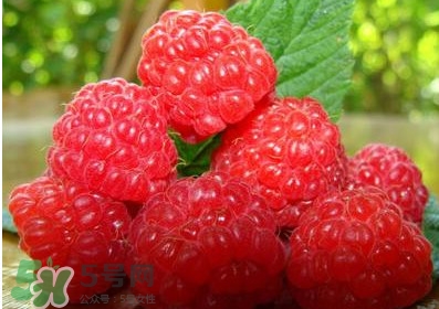 山莓多少錢一斤？為什么沒人種植山莓