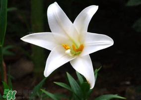 母親節(jié)可以送百合嗎？送母親百合花該送幾朵？