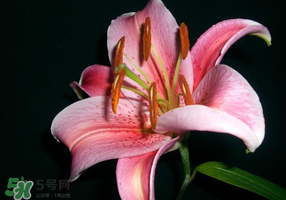 母親節(jié)可以送百合嗎？送母親百合花該送幾朵？