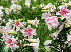 母親節(jié)可以送百合嗎？送母親百合花該送幾朵？