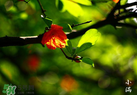 2017年小滿會下雨嗎？2017年小滿下雨好嗎？