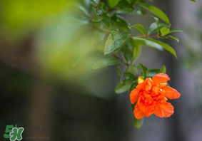 2017年小滿會下雨嗎？2017年小滿下雨好嗎？