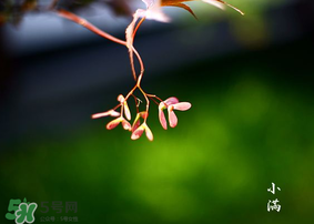 小滿是什么節(jié)氣？小滿是第幾個(gè)節(jié)氣？