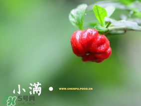 小滿是什么節(jié)氣？小滿是第幾個(gè)節(jié)氣？