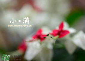 小滿是什么節(jié)氣？小滿是第幾個(gè)節(jié)氣？