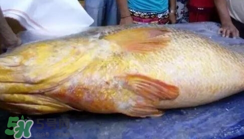 黃唇魚多少錢一斤？金錢鱉多少錢？