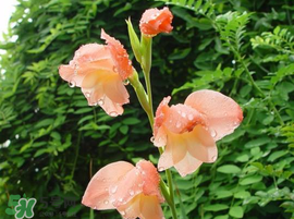 2017年端午節(jié)會下雨嗎？2017年端午節(jié)下雨好嗎？