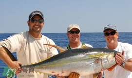 黃唇魚鰾一斤多少錢？黃唇魚鰾的藥用價(jià)值