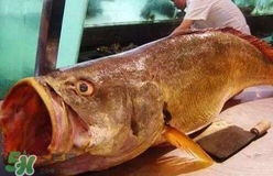 黃唇魚可以養(yǎng)殖嗎？黃唇魚能養(yǎng)殖嗎？