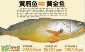 黃唇魚是黃花魚嗎？黃唇魚是黃魚嗎？