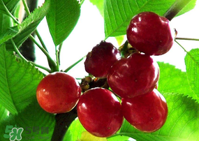 ?端午節(jié)還有櫻桃嗎？端午節(jié)可以摘櫻桃嗎？