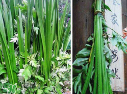 端午節(jié)為什么要掛菖蒲？端午節(jié)掛菖蒲的好處