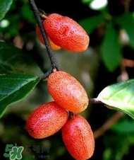 羊奶子什么時(shí)候成熟？羊奶子什么樣子