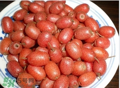 羊奶子是什么？羊奶果多少錢一斤