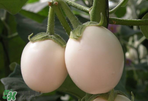 甜瓜可以空腹吃嗎？空腹吃甜瓜可以嗎？