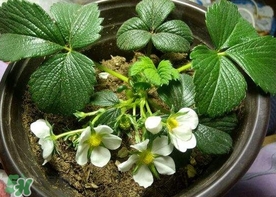 菠蘿莓種子哪里有賣(mài)？哪里能買(mǎi)得到菠蘿莓種子？