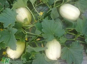 甜瓜可以空腹吃嗎？空腹吃甜瓜可以嗎？