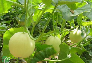 甜瓜可以空腹吃嗎？空腹吃甜瓜可以嗎？