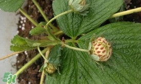 菠蘿莓苗多少錢一顆？菠蘿莓怎么種植