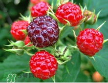 山莓多少錢一斤？為什么沒人種植山莓