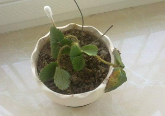 菠蘿莓苗多少錢一顆？菠蘿莓怎么種植