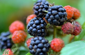山莓是覆盆子嗎？山莓和覆盆子的區(qū)別