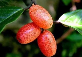 羊奶子什么時候成熟？羊奶子什么樣子