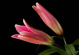 母親節(jié)可以送百合嗎？送母親百合花該送幾朵？