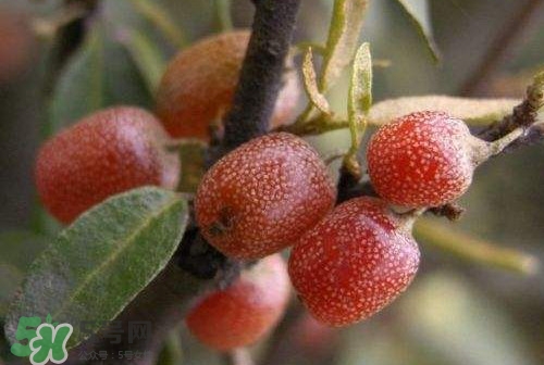 羊奶子什么時(shí)候成熟？羊奶子什么樣子