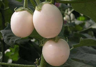 甜瓜和雞蛋能一起吃嗎？吃完甜瓜能吃雞蛋嗎？