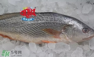黃唇魚是黃花魚嗎？黃唇魚是黃魚嗎？