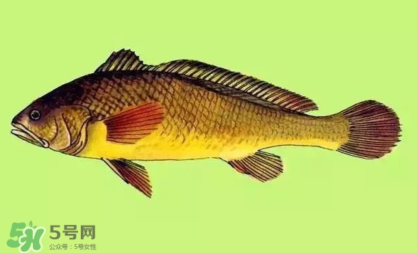 黃唇魚是黃花魚嗎？黃唇魚是黃魚嗎？