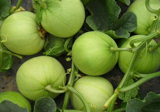 甜瓜可以空腹吃嗎？空腹吃甜瓜可以嗎？