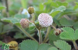 菠蘿莓種子哪里有賣(mài)？哪里能買(mǎi)得到菠蘿莓種子？