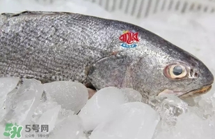 黃唇魚是黃花魚嗎？黃唇魚是黃魚嗎？